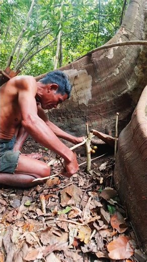 Traps wild #trap #survival #bushcraft