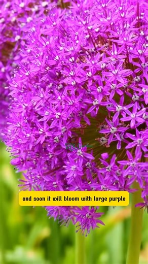 Allium Christophii – Magical Blooms for Your Garden | Green Crafted