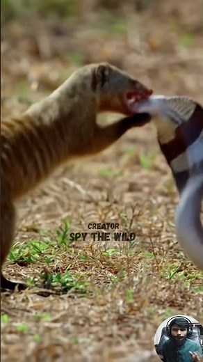 Grasslands Turn Into a Battlefield The Untold Battle of a Mongoose and a Cobra Snake