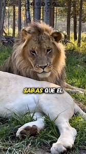 Datos sobre el apareamiento de los leones | Un Mundo Curioso
