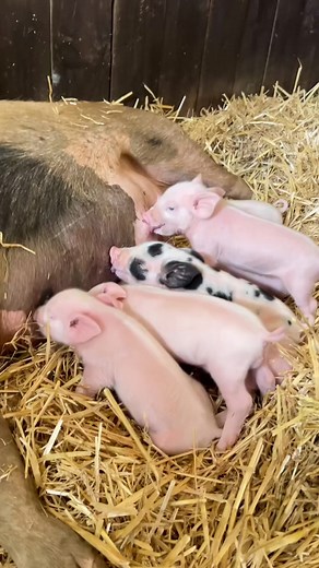 6.3K views · 135 reactions | How cute are these lucky piglets from @edgarsmission⁠ getting a feed from their mumma!  ⁠ And did you know, mother pigs sing to their babies? *heart melts* 殺 These gorgeous piggies are definitely friends, not food! Tag, or send this post to a friend who's ready for a No Meat May! 﫶 ⁠ #cuteanimals #nomeatmay #piglets #loveanimals #cutepigs #reels #saveanimals #pigs #farmsanctuary #reel | No Meat May | Facebook