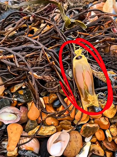 Encontró una cápsula misteriosa en la playa y esto nació. #animales #Naturaleza #vidamarina #RescateAnimal