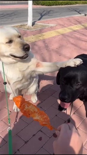 This Dog Refused to Eat Until His Friend Was Fed 🥹🐶 #shorts