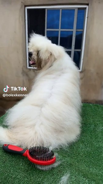 Bolex Kennel: Home of Lhasa Apso and Dog Lovers