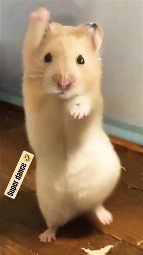 🐁 funny mice dance 🤣🐁 #shorts #youtubeshorts #mice