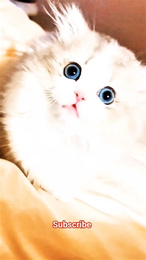 Kitten Meows to Call Other Cats 🐱 | Viral Cute Sounds