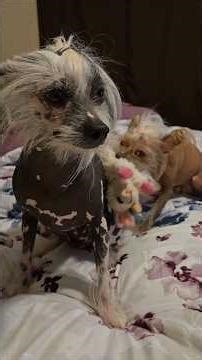 MoCa won’t stop annoying MiMo😵‍💫 😤🙄