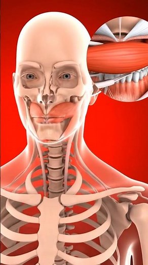 Lateral Pterygoid Jaw Protruder || 3D Medical Animation