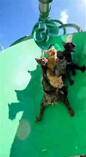 The Cat-apult! Watch These Three Brave Cats Take on the World's Craziest Water Slide 😱