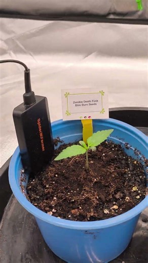 Small Start, Big Journey 🌱 #shorts #indoorplants #homegarden #spiderfarmer