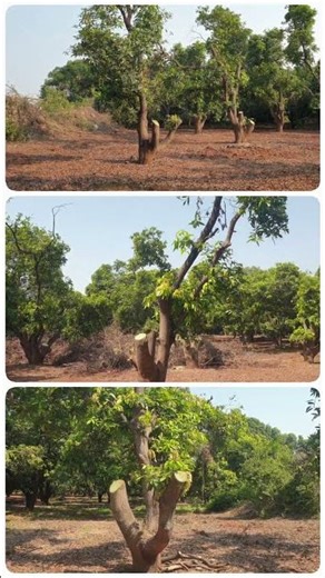 Rejuvenation - Mango 🥭 Tree Top Working