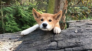 130K views · 1.1K reactions | ❌ BLOOPERS ❌ Sometimes getting those cute animal videos doesn't always go to plan! | Australian Reptile Park | Facebook