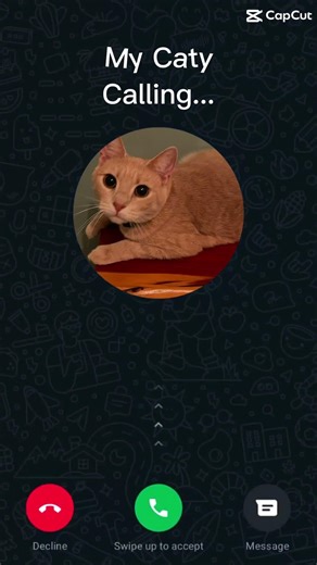 Cat calling #cat #funny #funnycats