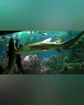 Это надо видеть!