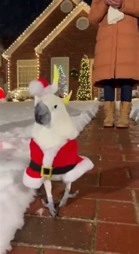 Turns House Into Dance Club #parrot