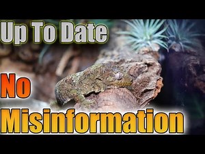 Chahoua Gecko Care Guide 2024