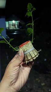 stages of making a mame bonsai tree ☕️🔥💪🙏 #bonsai #sketch #ilustrasion #premna | Adi Sani