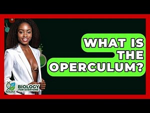 What Is The Operculum? - Biology For Everyone