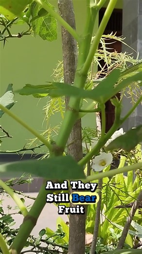 My fig tree, after waiting for 4 months, finally bears fruit.