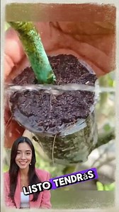 🌱✨The Secret Trick to Multiply Trees Easily!✨🌱