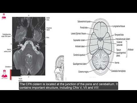 Brain anatomy 🧠|| [03]subarachnoid cisterns
