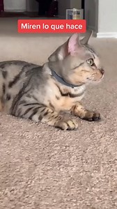 El sabe lo que le pregunte😂 | Leo El Mamalon