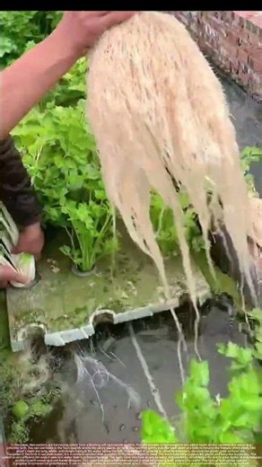 Harvesting Celery from a Floating Raft Hydroponic System