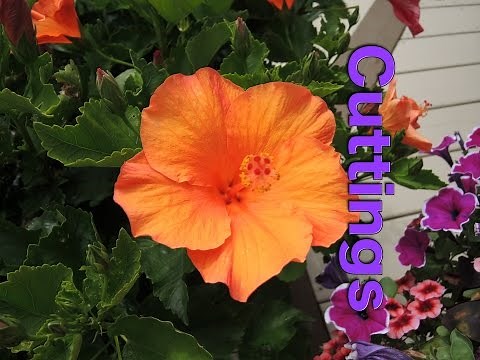 Taking late cuttings of Tropical Hibiscus