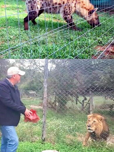 Lion vs Hyena: Understanding the Key Differences