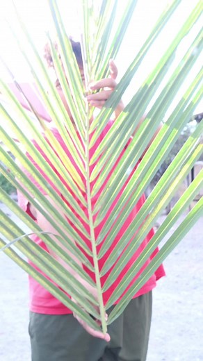 Dahon ng Niyog Chip Recipe: The Ultimate Challenge!