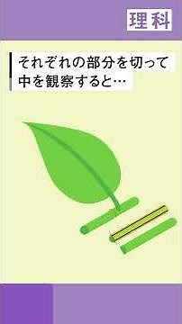 【小6 理科】植物の中で水はここを通る！