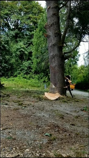 Pacific Coast Tree Experts on Instagram: "New treehouse on the block . . . . via @meili_makeup_ #Arborist #TreeExperts #TreeClimber #Funny #Relatable #ArboristFail #ArboristSatisfaction #OSHA #treefalling #treecuting"