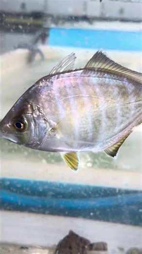 シマアジに似ていますが、体高があるカイワリ。美味ですが個体数が少なく、あまり釣れず流通することも少ない魚。銀色が綺麗に生えるので、観賞用に最適。みなべ店で飼育中。#shorts