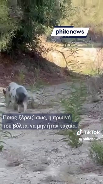 Ο Άμλετ: Το Γουρούνακι της Λάρνακας