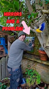 Think twice before hanging that garden mirror! 🚫🐦 While they look "aesthetic," mirrors are a double-threat to local birds: ⚔️ They see a reflection as a real intruder, wasting vital energy fighting an "enemy" that never leaves. 💥 By reflecting the sky, mirrors create a deadly illusion that leads to high-speed collisions. Let’s keep our backyards safe! 🌿✨ #BirdSafety #GardenHacks #WildlifeFriendly #EcoTips | Get Wild