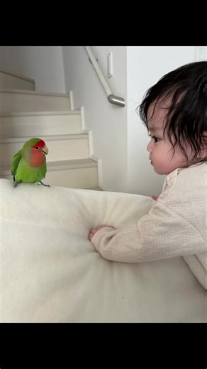 妹ちゃんとの3年間のコザクラインコ記録