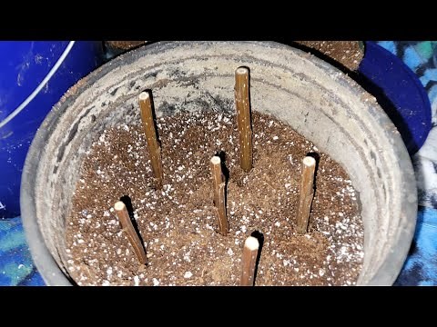 Propagating OP-367 Hybrid Poplar (Fastest Growing Tree)