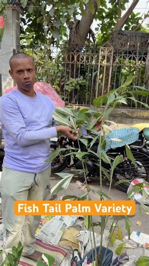 Rare Fishtail Variegated Palm at Vivek Nursery | Galiff Street Plant Market #shorts