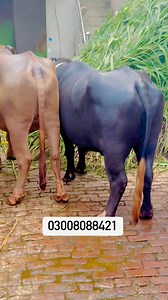 Superb offers Gabbon Jhotian & Katta Katti 137 Animals #viralvideo #reel | Business talks official