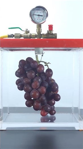 Vacuum vs Chinese Grapes — Watch the Pressure Effect 💨🍇