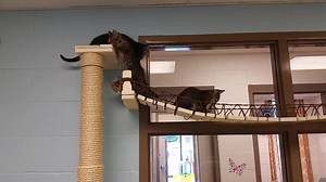 2K views · 37 reactions | Funds raised by The Decatur & Macon County Animal Shelter Foundation are used to provide fun enrichment for the pets who call the shelter home. These kittens thought their new climbing structures were great!!! Remember, there is still plenty of time to adopt a shelter kitten/cat for only $50. Stop by and see the new kitten room set up today. | Decatur & Macon County Animal Shelter Foundation | Facebook