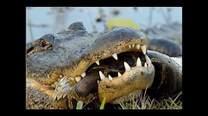 who will win anaconda vs crocodile fight. Python vs Alligator Real Fight. Python attacks Alligator| animals #wildanimals #animals #worldanimalday | Animals