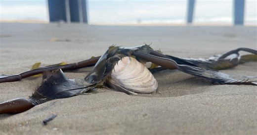 An official clamming season is coming to Pismo Beach