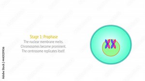 Stages of Mitosis phases animation. Cell division stages diagram. Anaphase, telophase, metaphase, pro metaphase, prophase, cytokinesis steps footage. With explanations. Draw, illustration video
