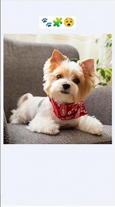 🐾Dog Puzzle 🧩#shorts