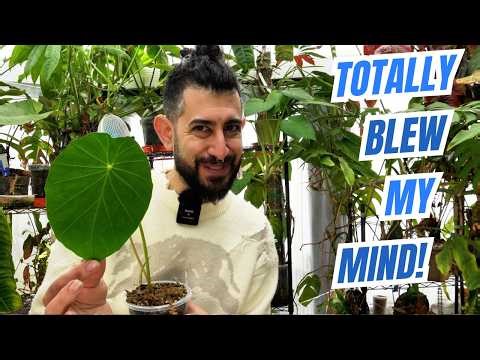 😳 I Didn’t Even Know These Houseplants Existed… Until Now!