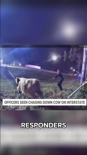 Officers chase down cow across the interstate