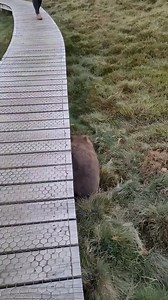 47K views · 4.6K reactions | Check out these very cute wombats at...