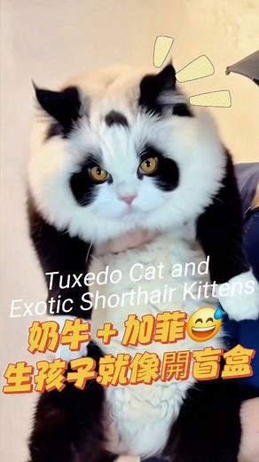Tuxedo Cat and Exotic Shorthair Kittens😅♥奶牛➕加菲生孩子就像開盲盒♥😅#貓 #萌寵 #毛小孩 #cat | 王茜茜