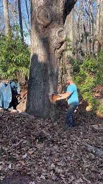 This tree was amazing I’m guessing 150-175 yrs old beautiful huge white oak. #bigtree #whiteoak
